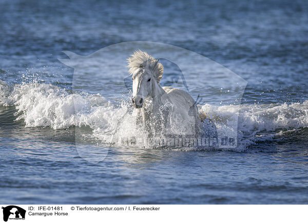 Camargue-Pferd / Camargue Horse / IFE-01481