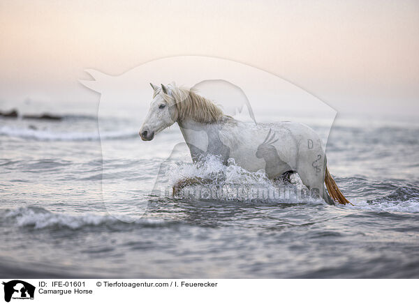 Camargue-Pferd / Camargue Horse / IFE-01601