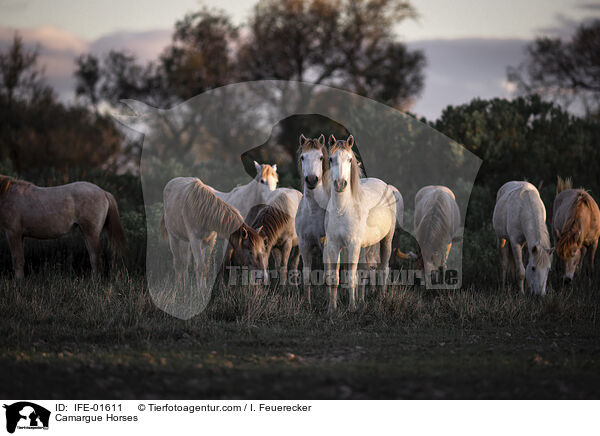Camargue Horses / IFE-01611