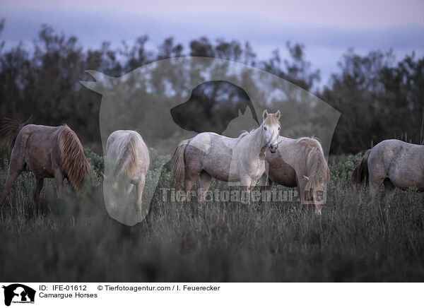 Camargue Horses / IFE-01612