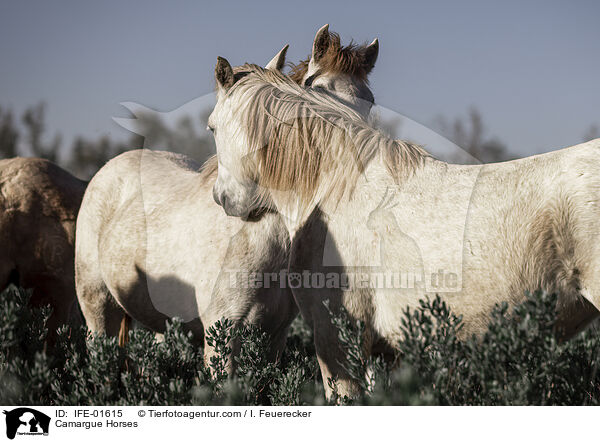 Camargue Horses / IFE-01615