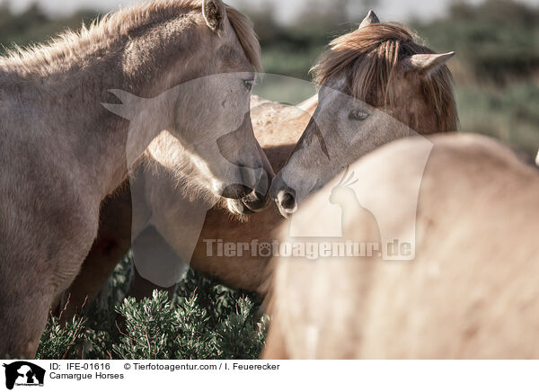Camargue Horses / IFE-01616