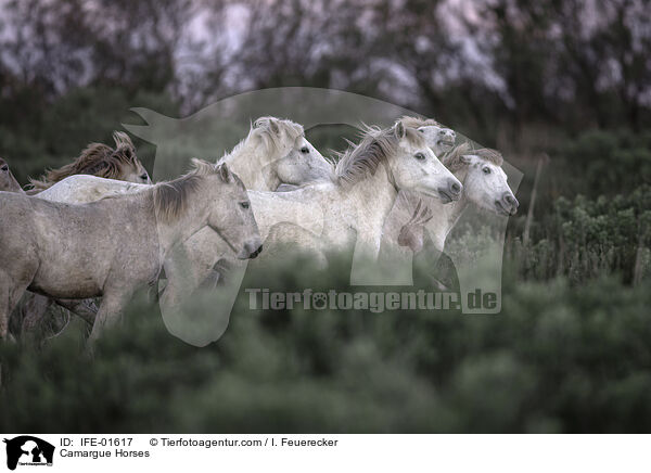 Camargue-Pferde / Camargue Horses / IFE-01617