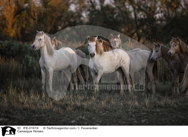 Camargue-Pferde / Camargue Horses / IFE-01619