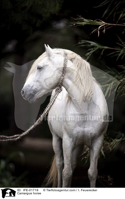 Camarguepferd / Camargue horse / IFE-01718