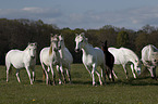 Camargue Horse herd