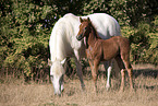 standing Camargue Horse