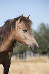 Camargue Horse portrait
