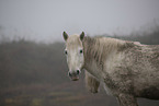 Camarguehorse