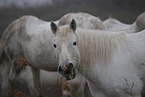 Camarguehorses