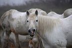 Camarguehorses