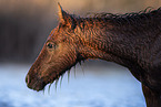 Camargue Horse foal