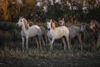 Camargue Horses