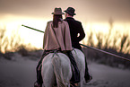 Camargue Horses