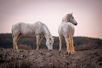 Camargue Horses