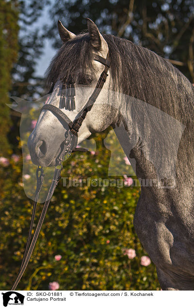 Cartujano Portrait / SKO-01881