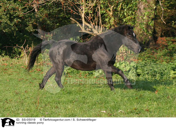 galoppierendes Classic Pony / running classic pony / SS-05019