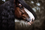Clydesdale stallion