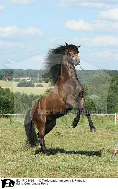 steigender Connemara-Pony / rising Connemara Pony / IP-03493