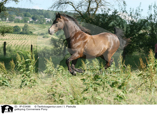 galloping Connemara Pony / IP-03496