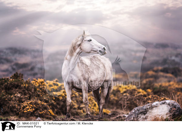 Connemara / Connemara Pony / MAK-01021