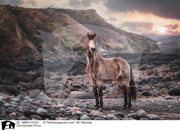 Connemara Pony / MAK-01023