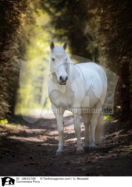 Connemara Pony / UM-02166