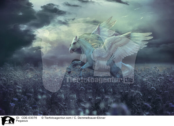 Pegasus / Pegasus / CDE-03076