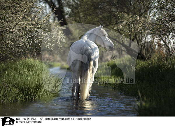 Connemara-Pony Stute / female Connemara / IFE-01193