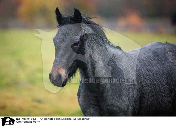 Connemara-Pony / Connemara Pony / MM-01862
