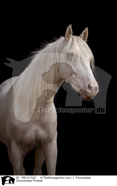 Connemara Portrait / Connemara Portrait / IFE-01320