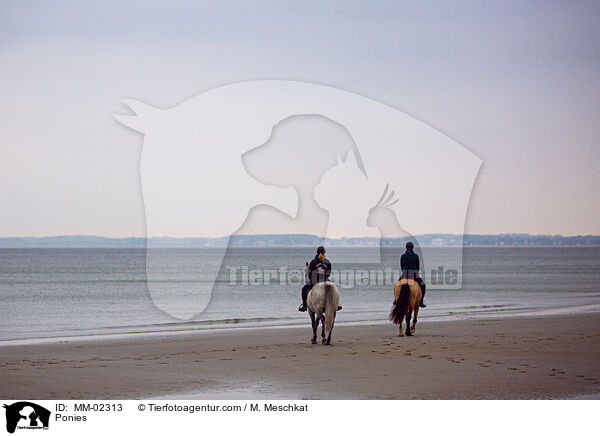 Ponies / MM-02313