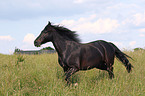 Connemara