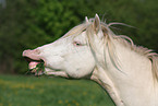 Connemara Pony Portrait