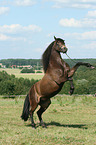rising Connemara Pony