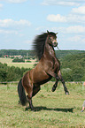 rising Connemara Pony