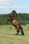 rising Connemara Pony