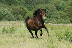 galloping Connemara Pony