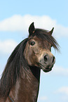 Connemara Pony Portrait