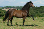 Connemara Pony
