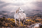 Connemara Pony