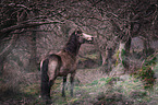 Connemara Pony