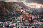 Connemara Pony