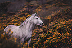 Connemara Pony Portrait