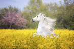 rising Connemara Pony