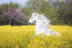 rising Connemara Pony