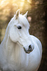 Connemara Pony Portrait