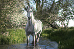 female Connemara