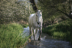female Connemara