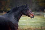 Connemara Pony